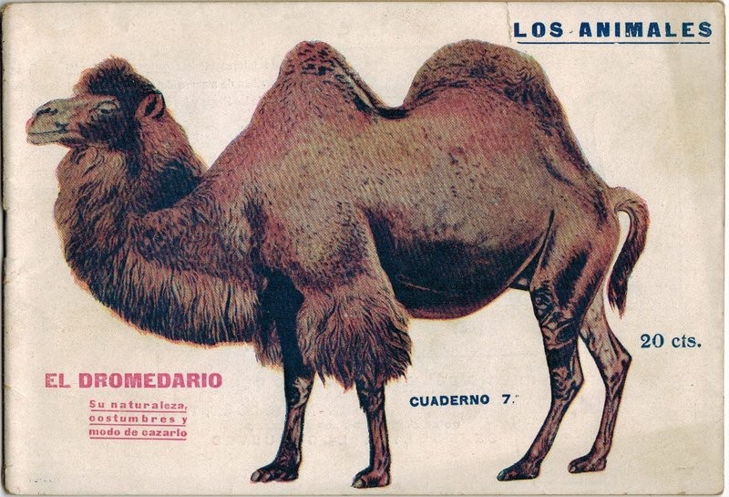 El dromedario. Su naturaleza, costumbres y modo de cazarlo