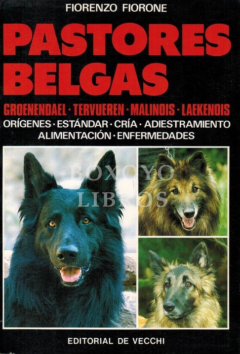 Pastores belgas (Groenendael, Tervueren, Malinois, Laekenois)